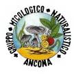 CORSO DI INFORMAZIONE MICOLOGICA 2024