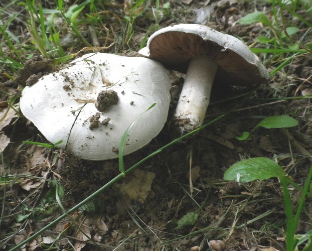 50_Agaricus_campestris