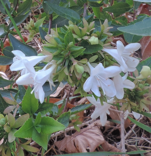 Abelia grandiflora
