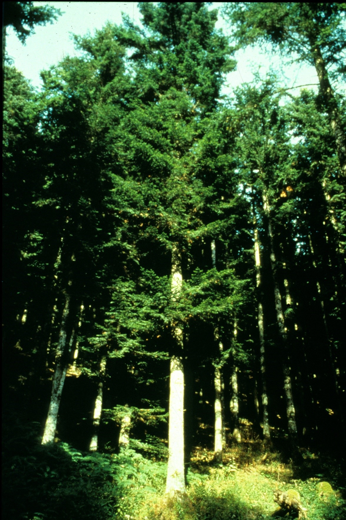 Abiesalba