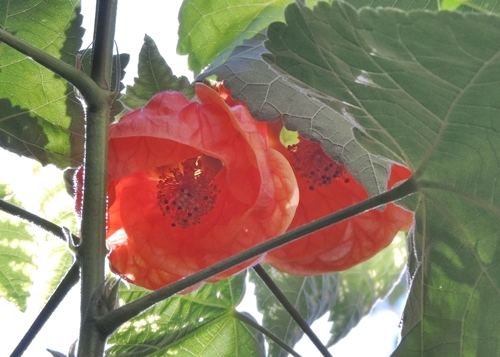 Abutilonhy