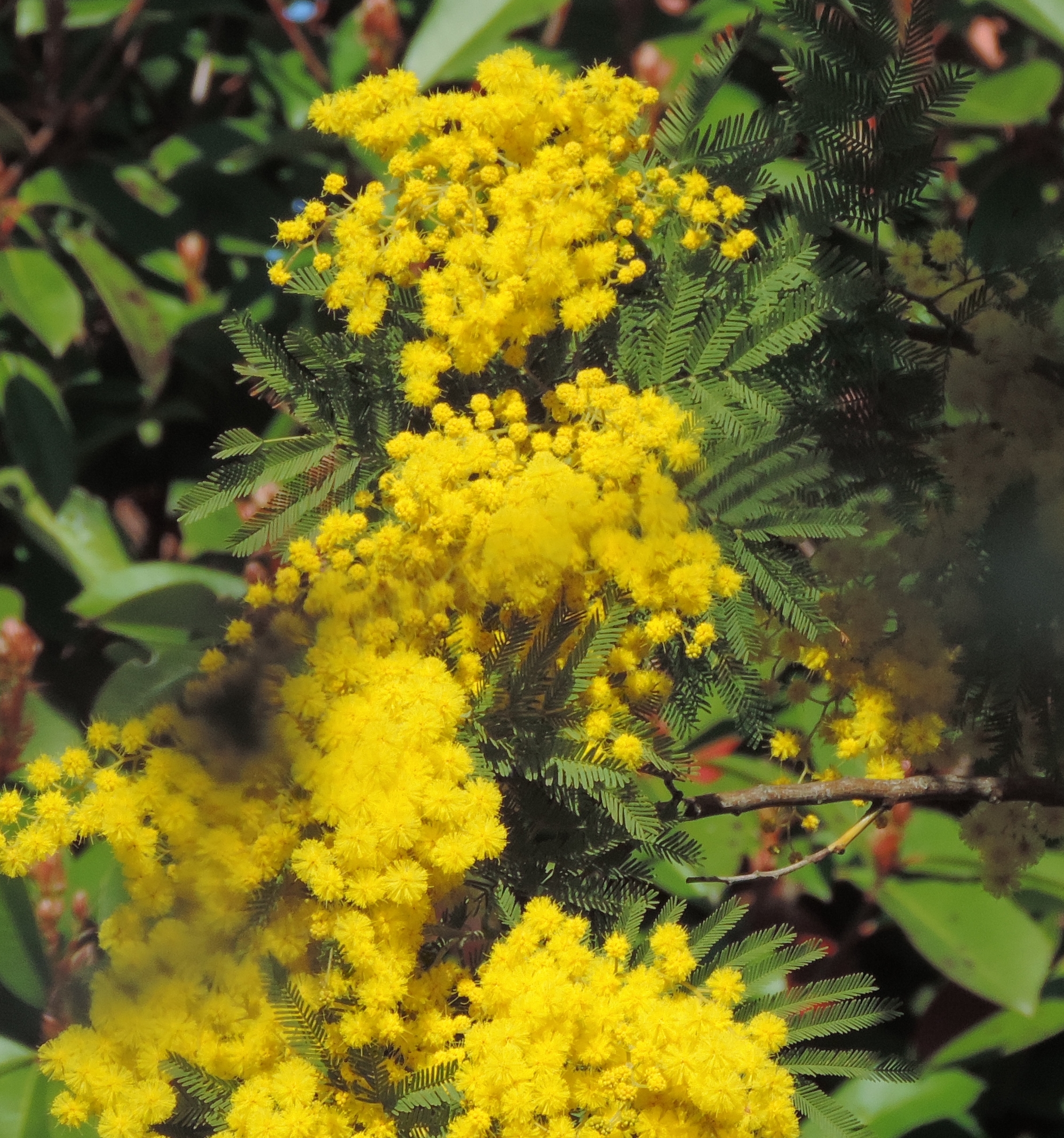 Acaciadealbata