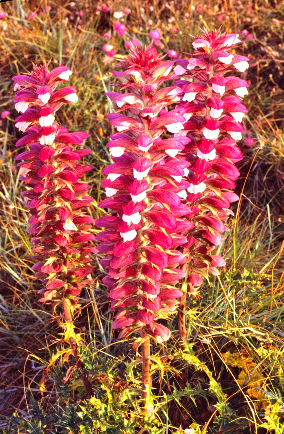 Acanthusspinosus1