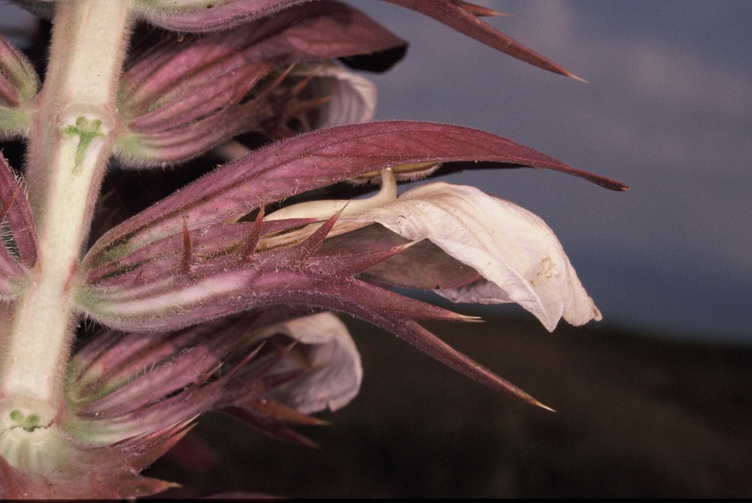 Acanthusspinosus2