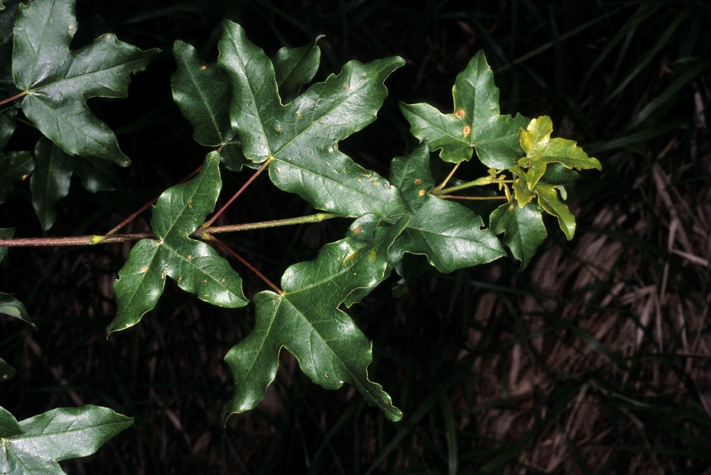 Acermonspessulanum foglie
