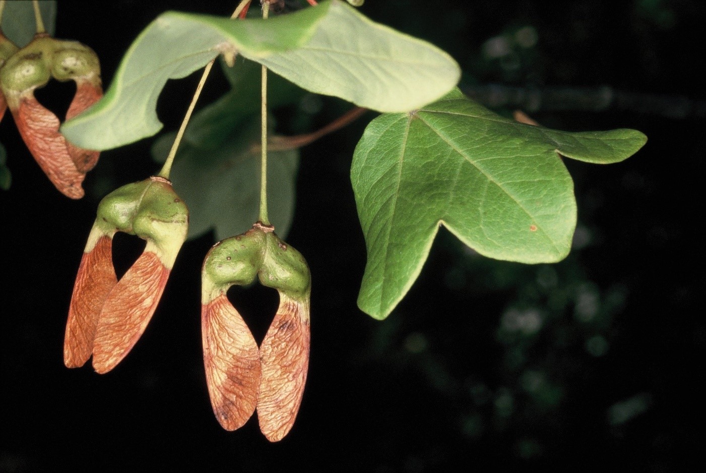 Acermonspessulanum frutti