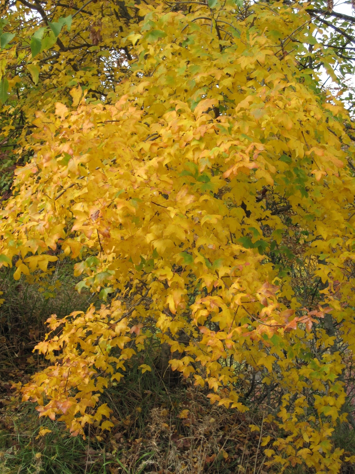Acermonspessulanum