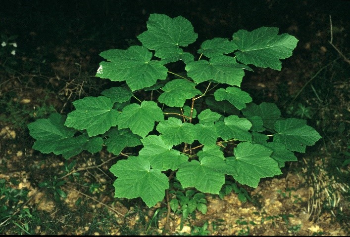 Aceropalus foglie