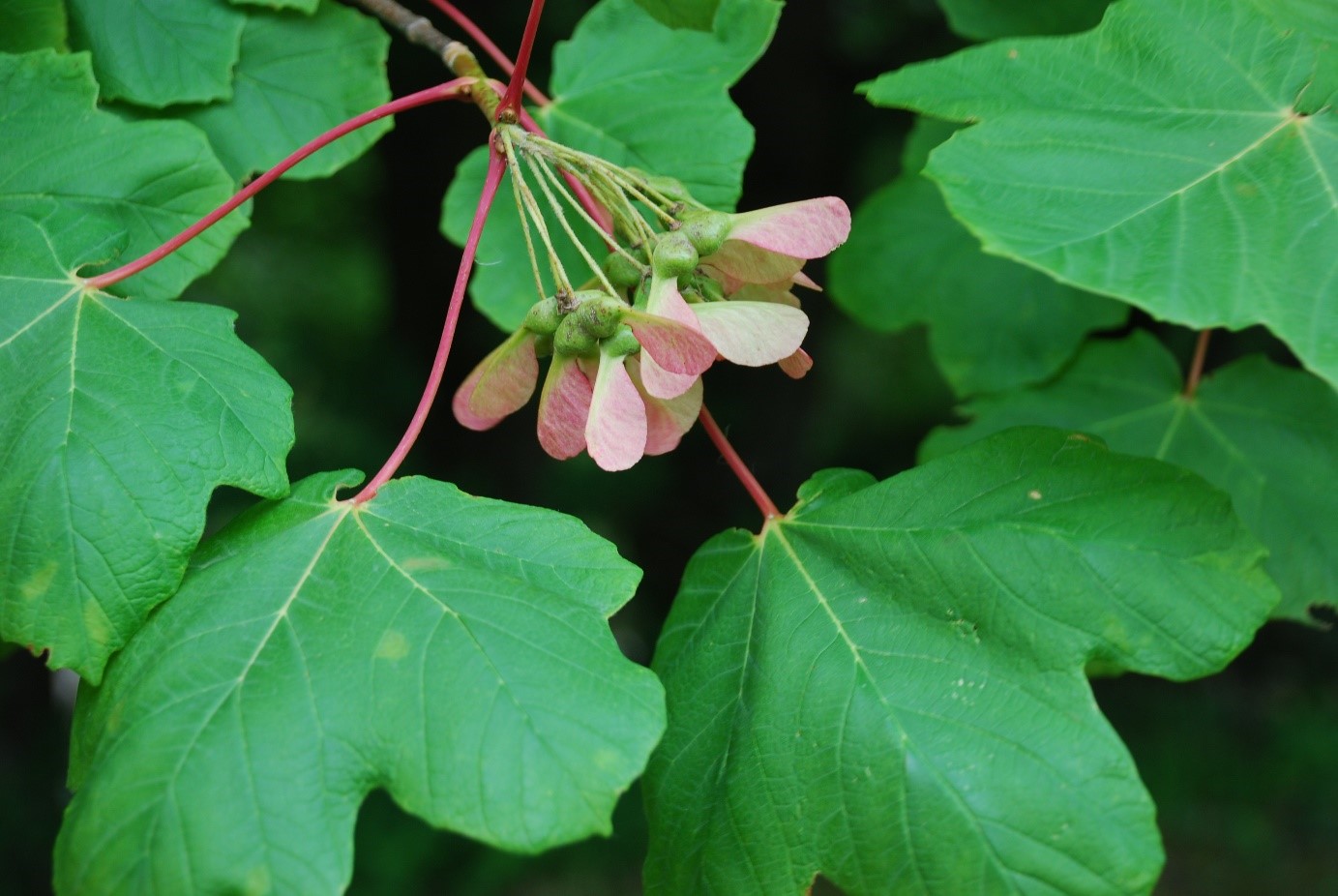Aceropalus frutti