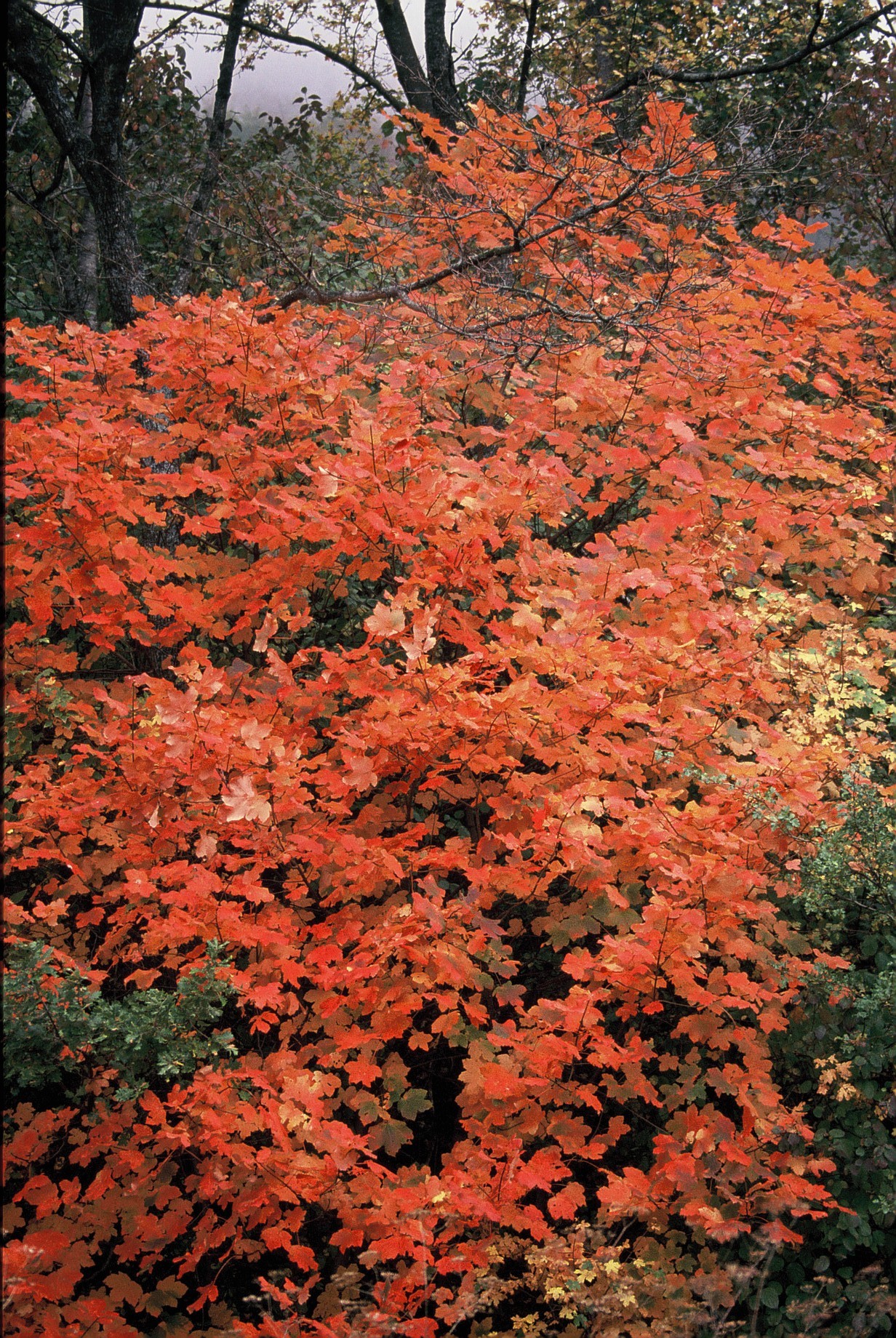 Aceropalus