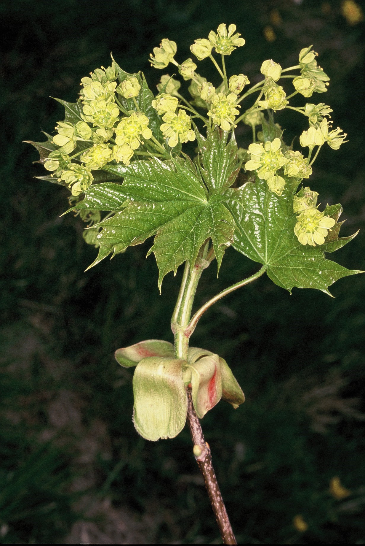 Acerplatanoides fiori