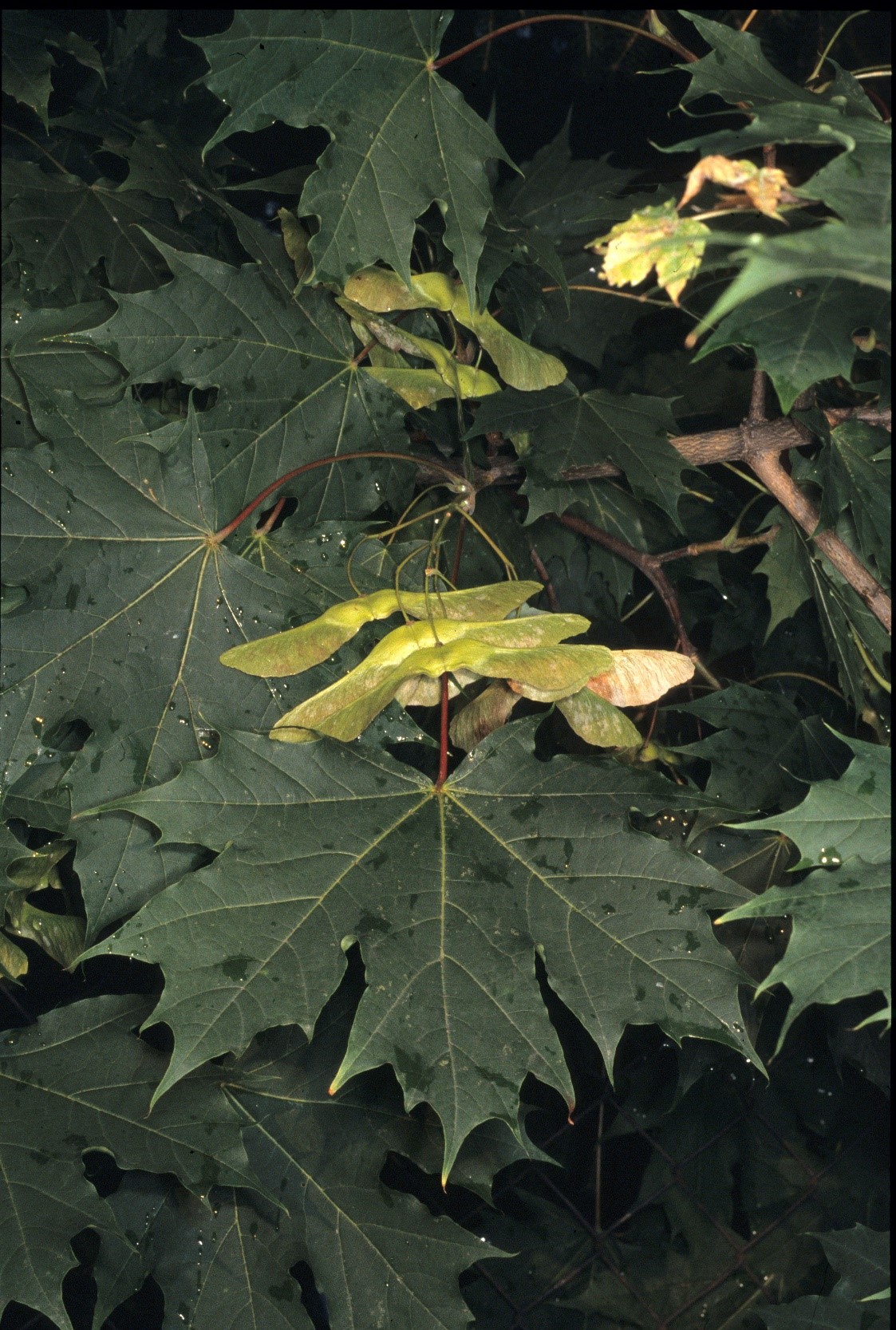 Acerplatanoides frutti