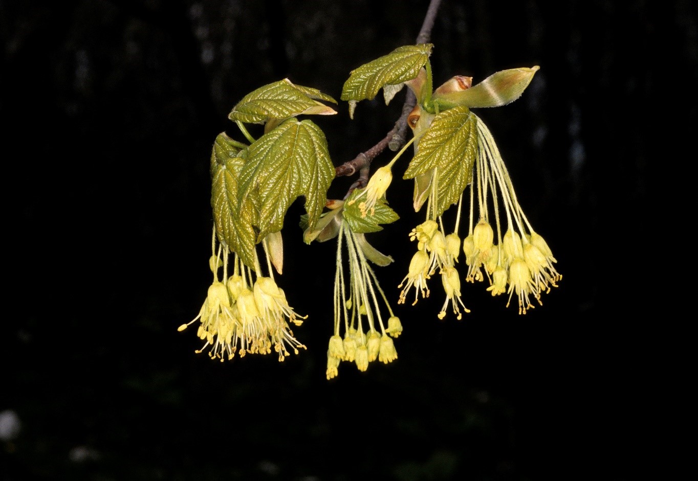 Acerpseudoplatanus fiori