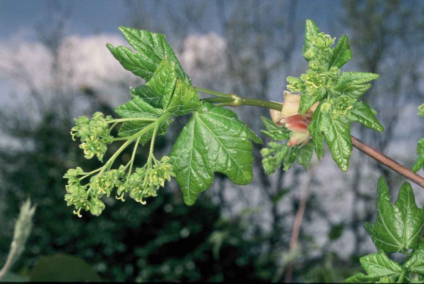 Acerpseudoplatanus foglie