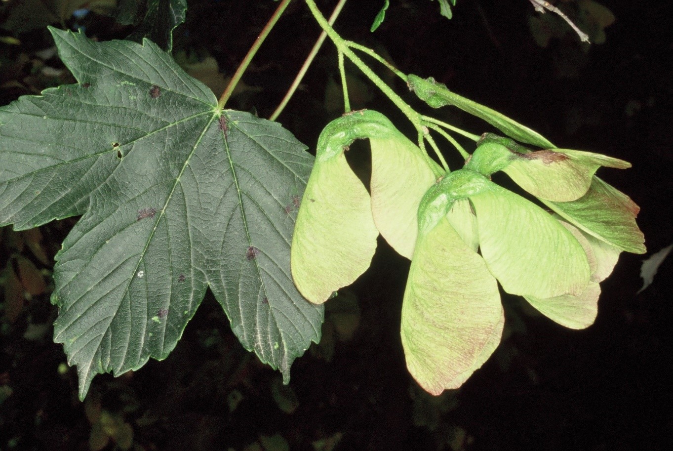 Acerpseudoplatanus frutti