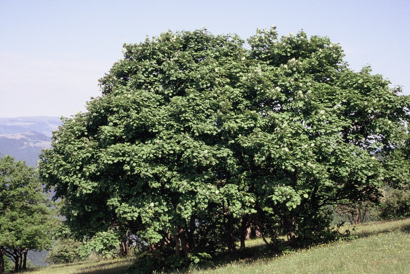 Acerpseudoplatanus