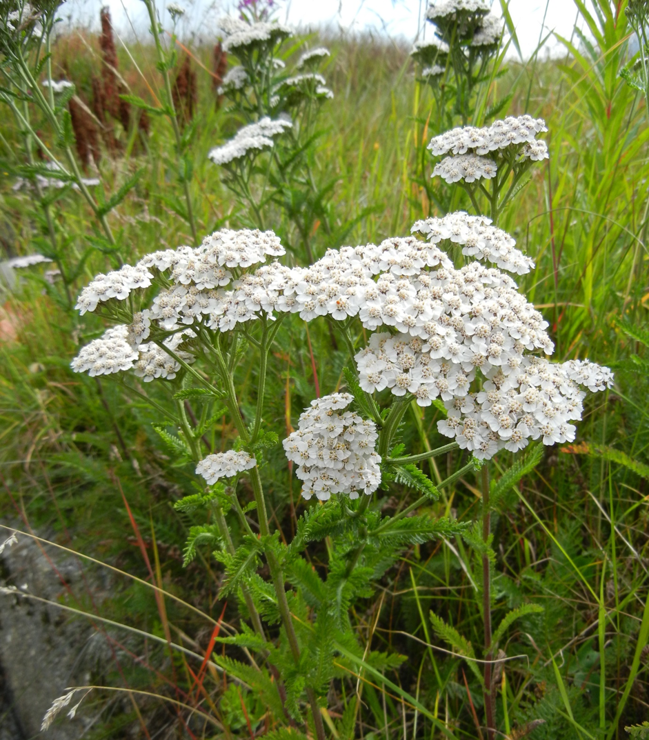 Achillea millefolium