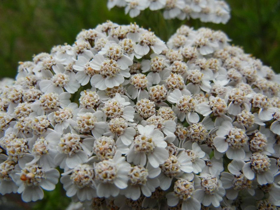 Achillea millefolium fiori