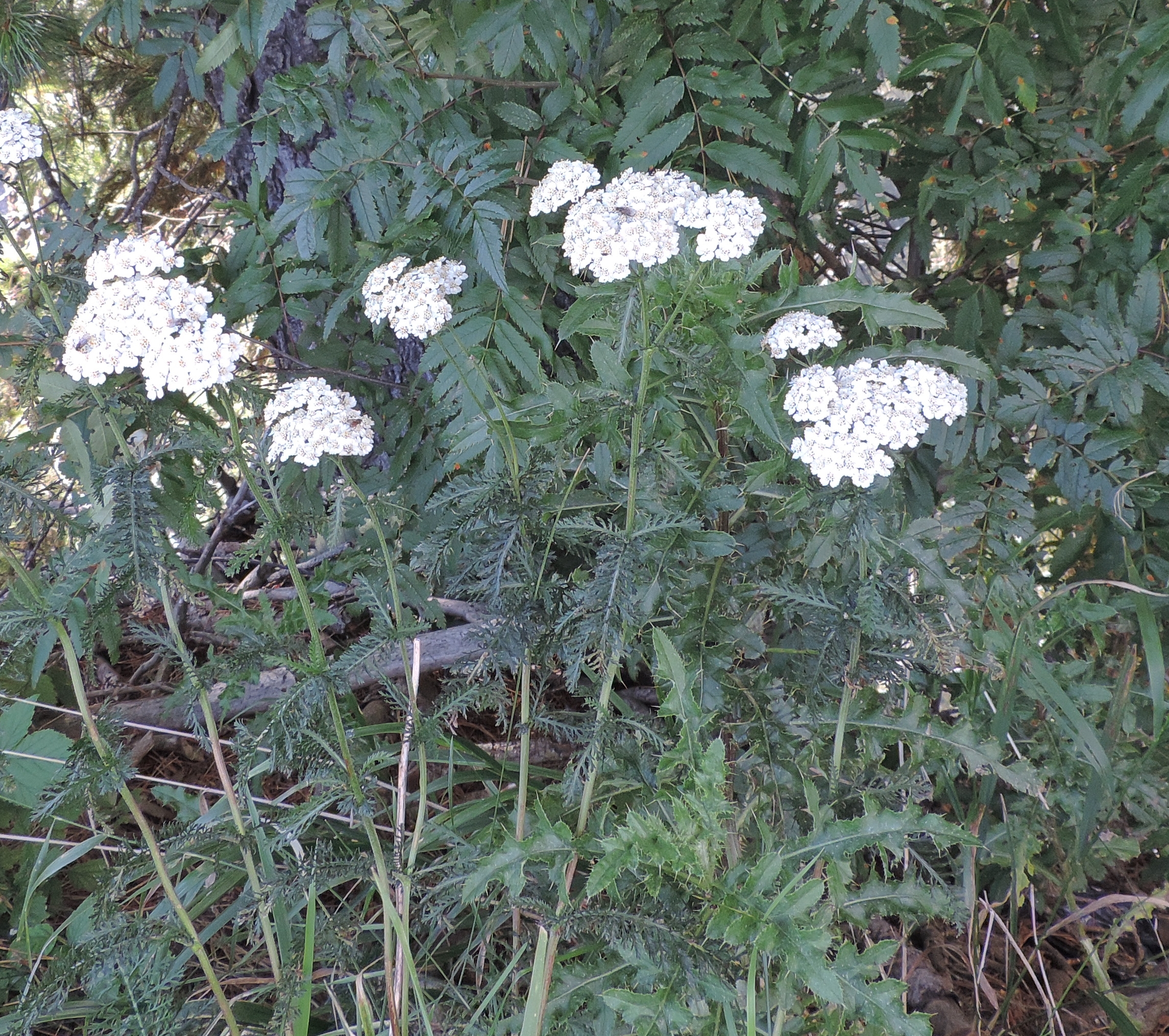 Achilleamillefolium