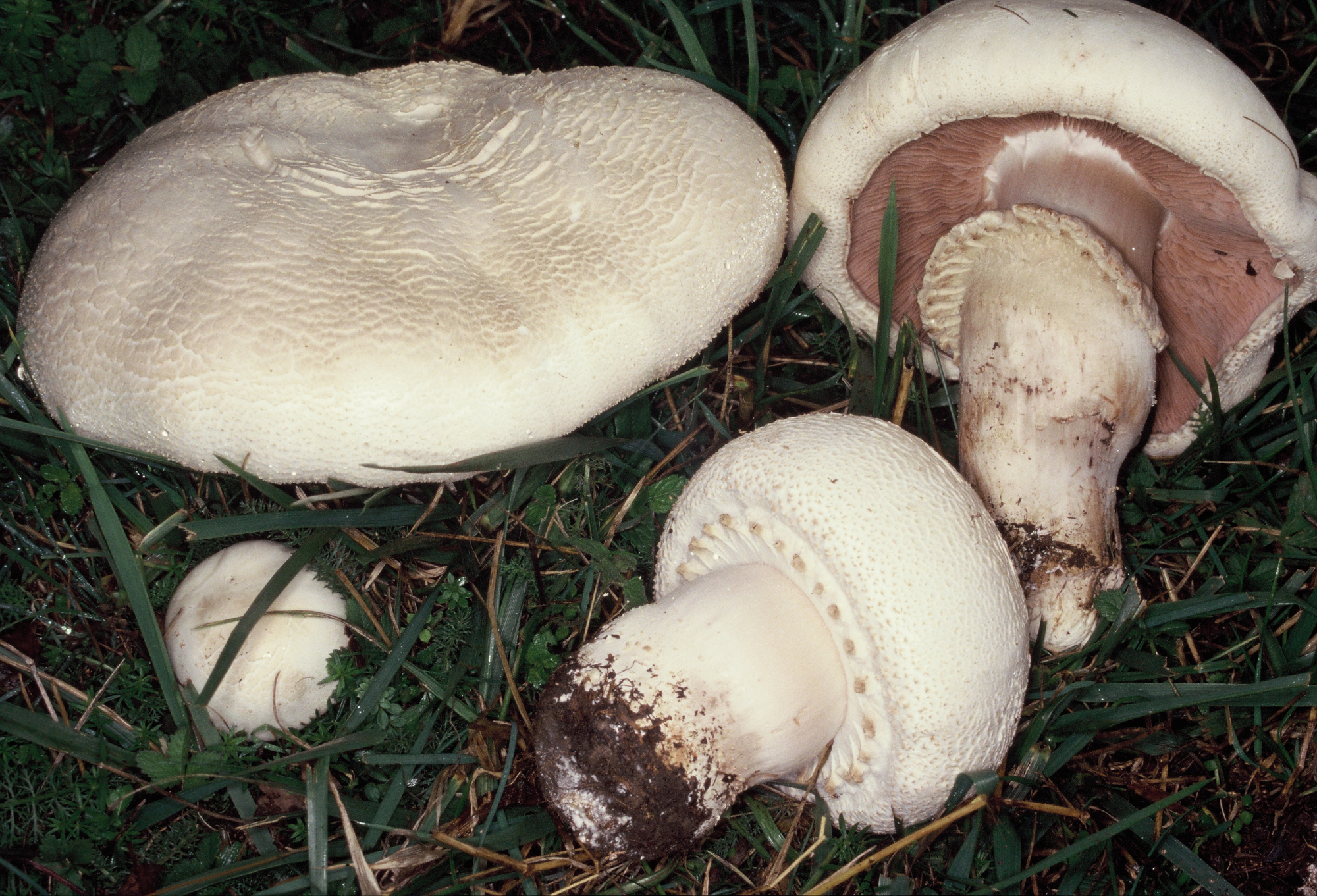 Agaricus benesii