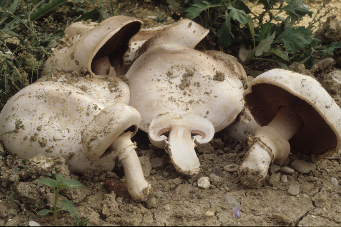 Agaricus bitorquis