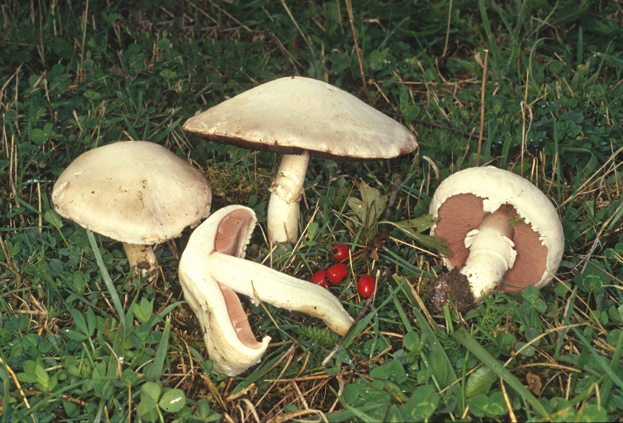 Agaricus campestris 1