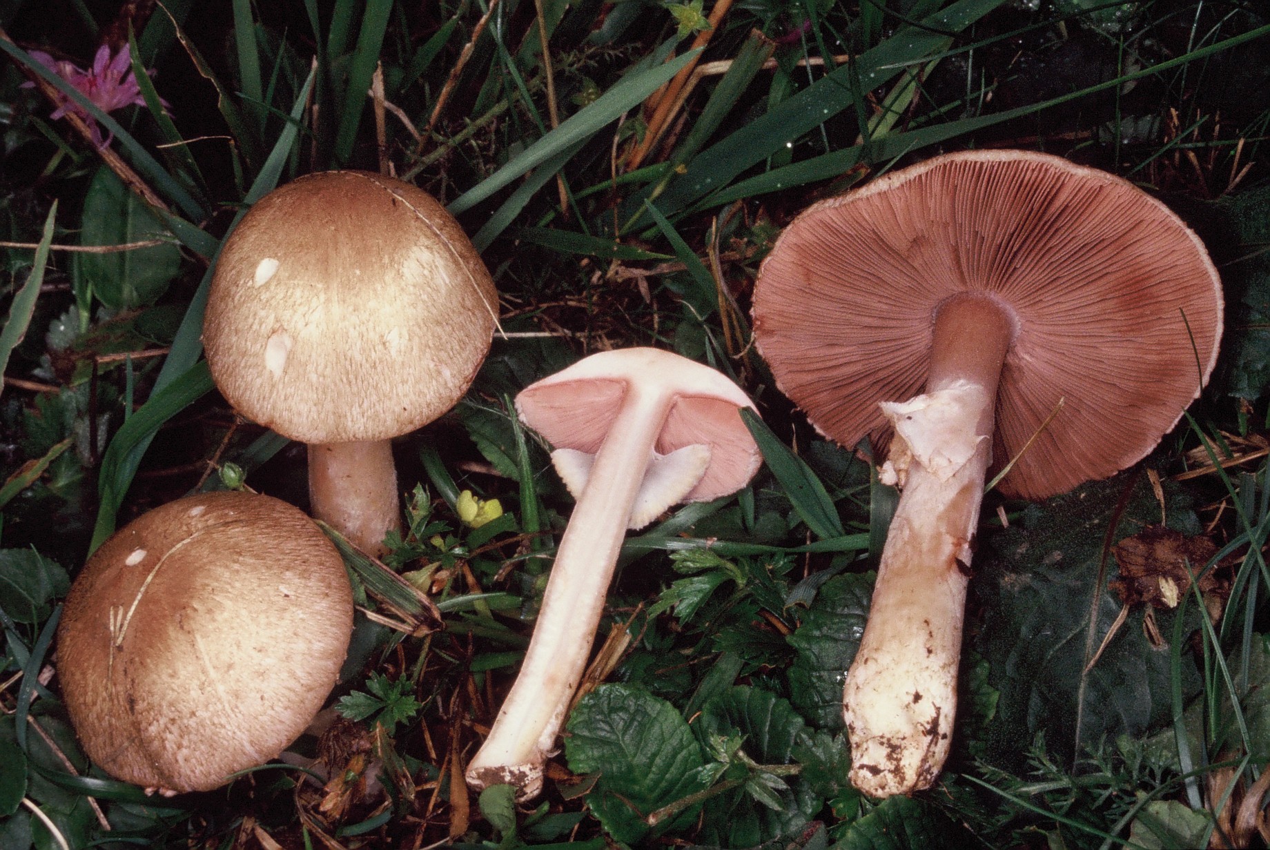 Agaricus cupreobrunneus1