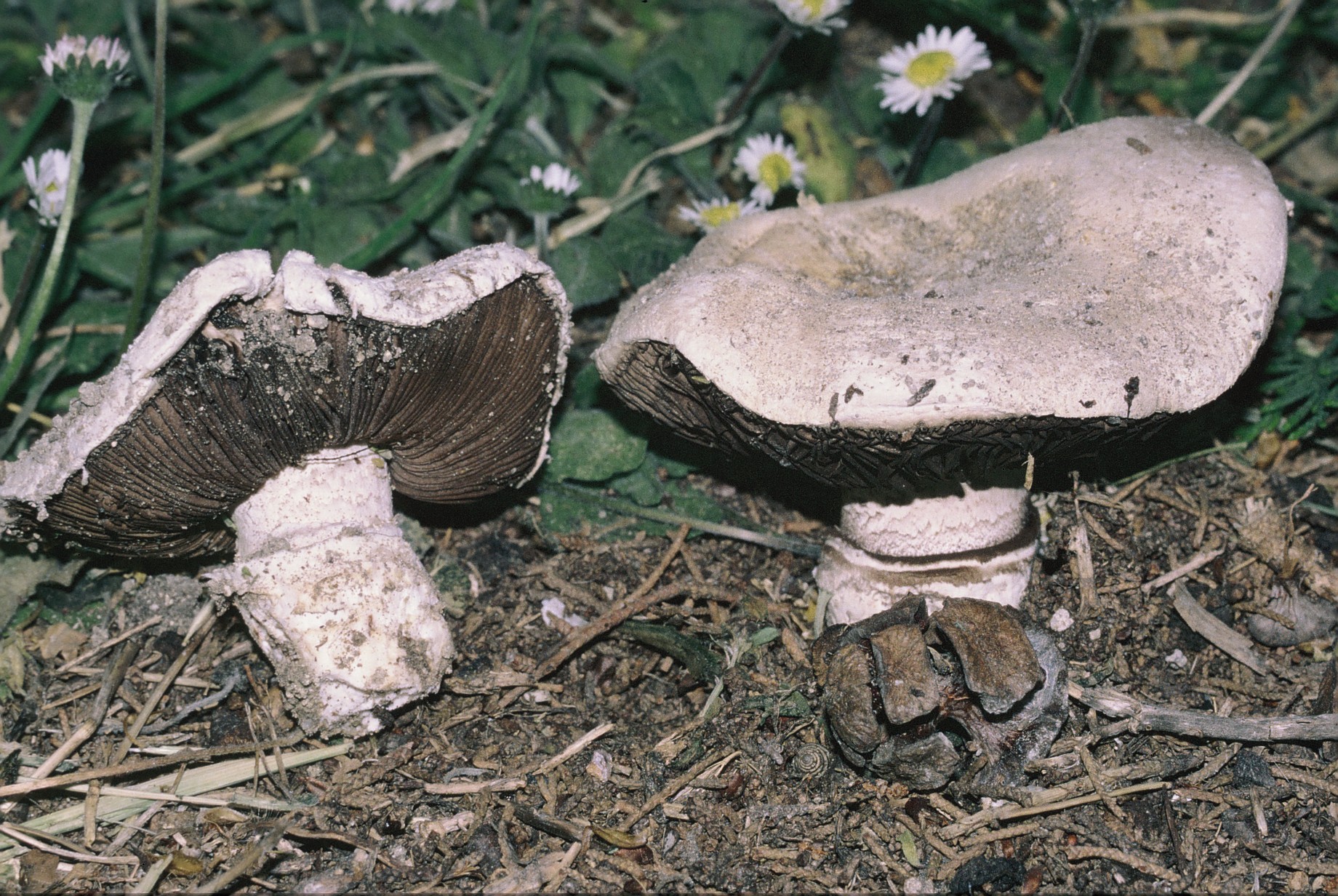 Agaricus gennadii 1