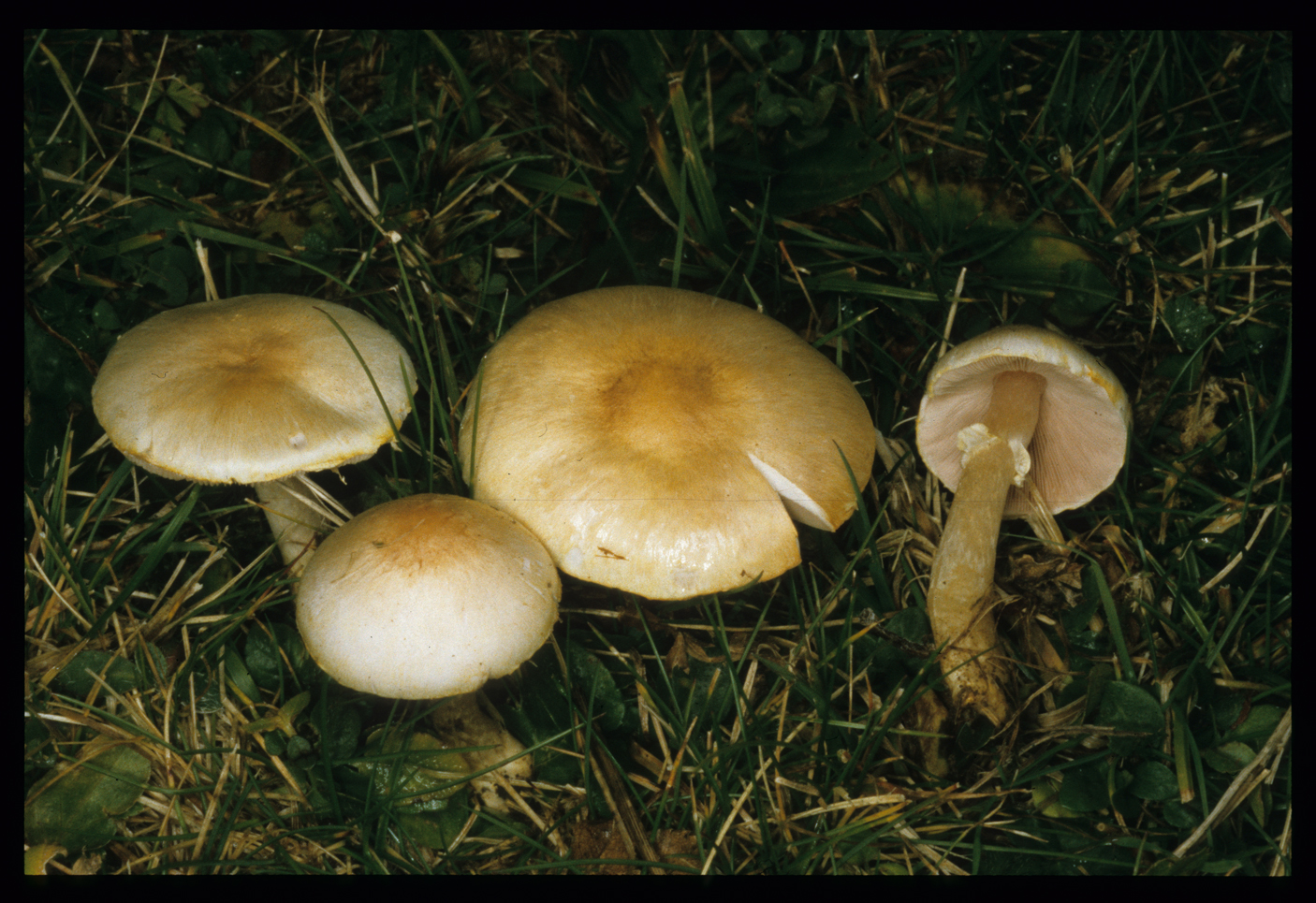 Agaricus lutosus