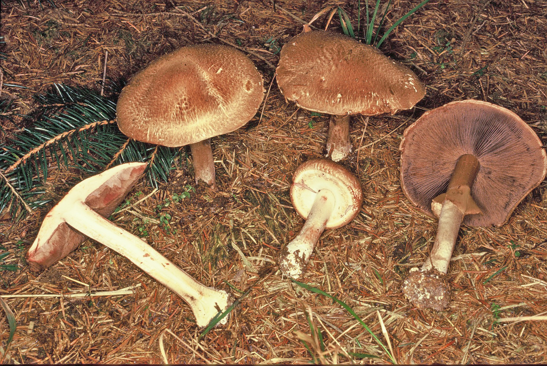 Agaricus sylvaticus