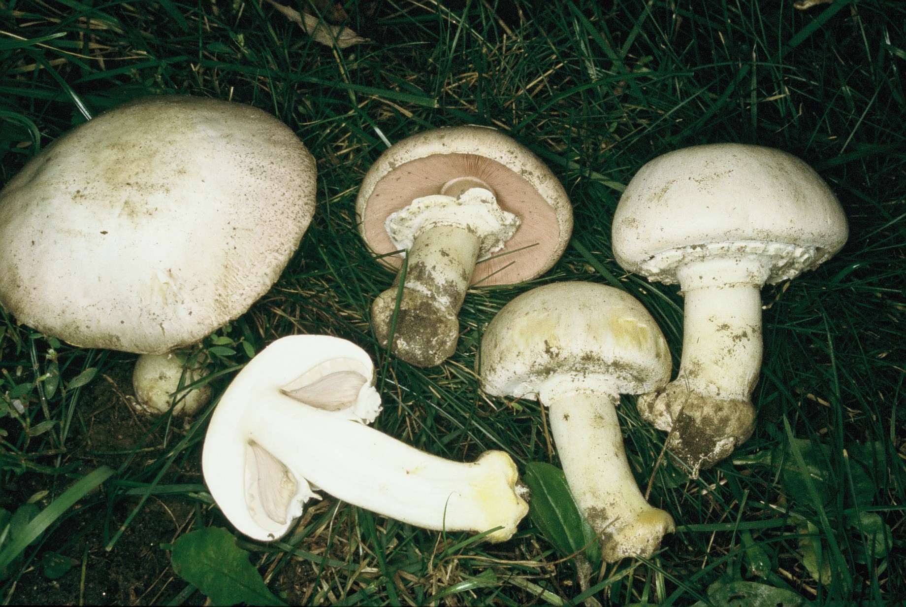 Agaricus xanthodermus var griseus