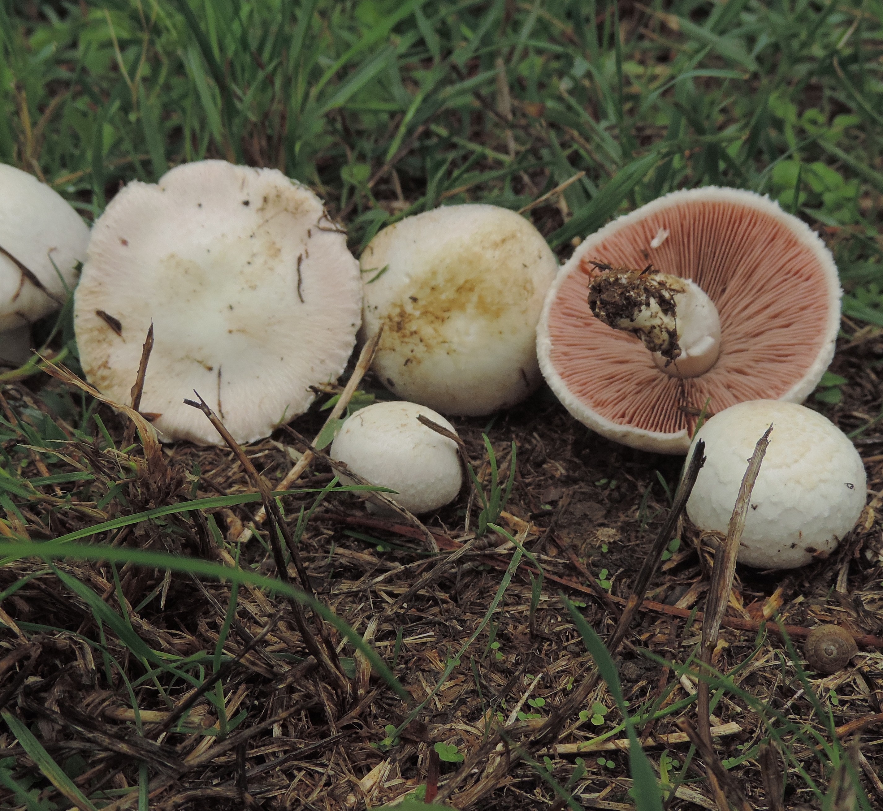 Agaricuscampestrisscheds