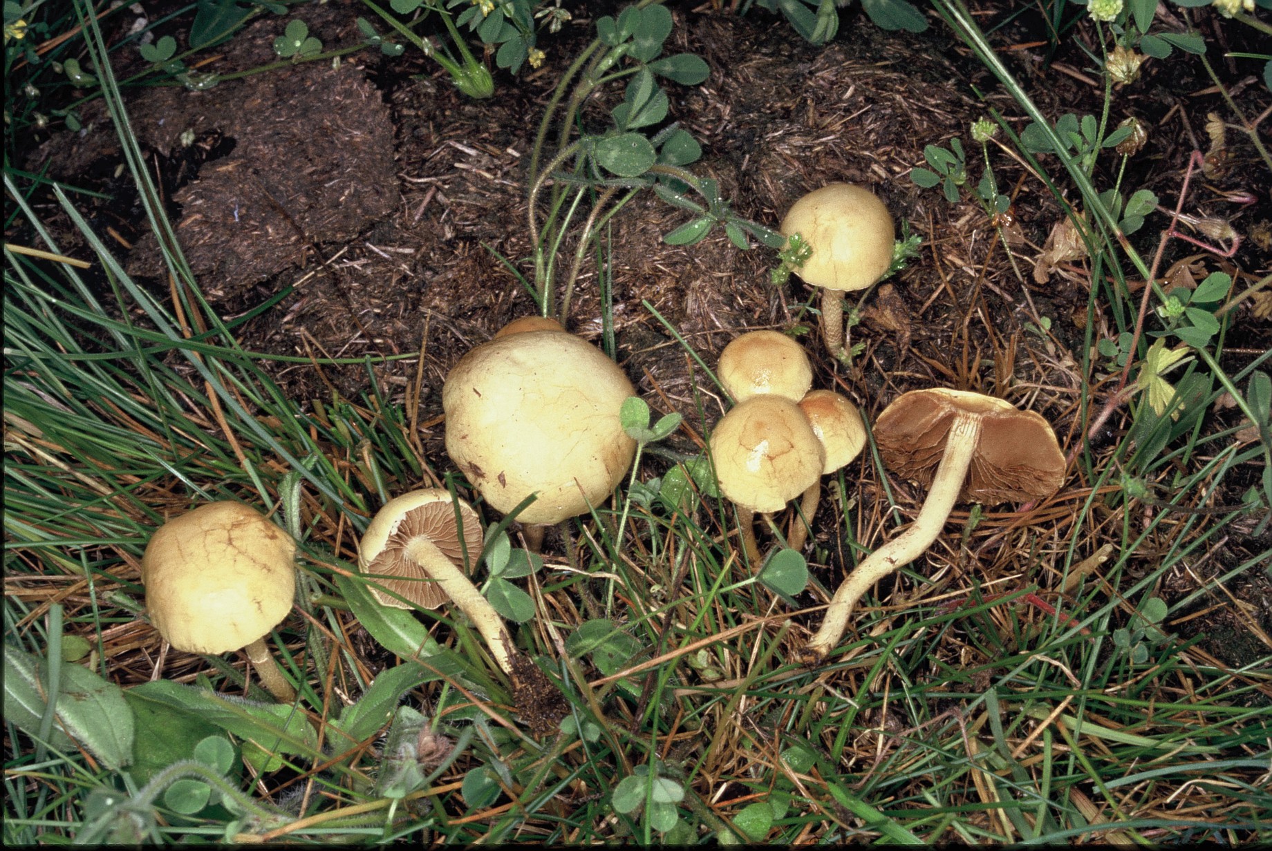 Agrocybe pediades
