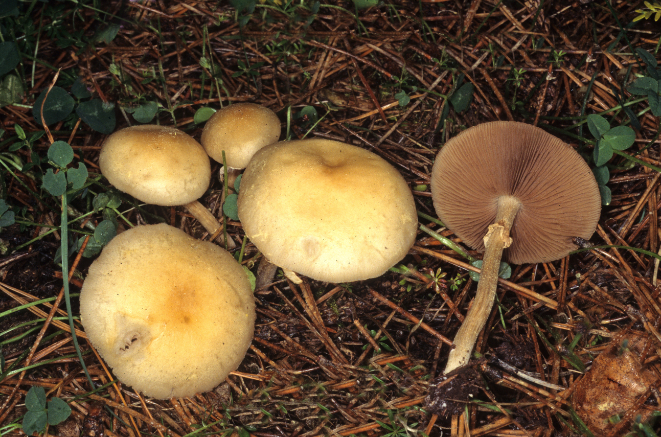 Agrocybe praecox