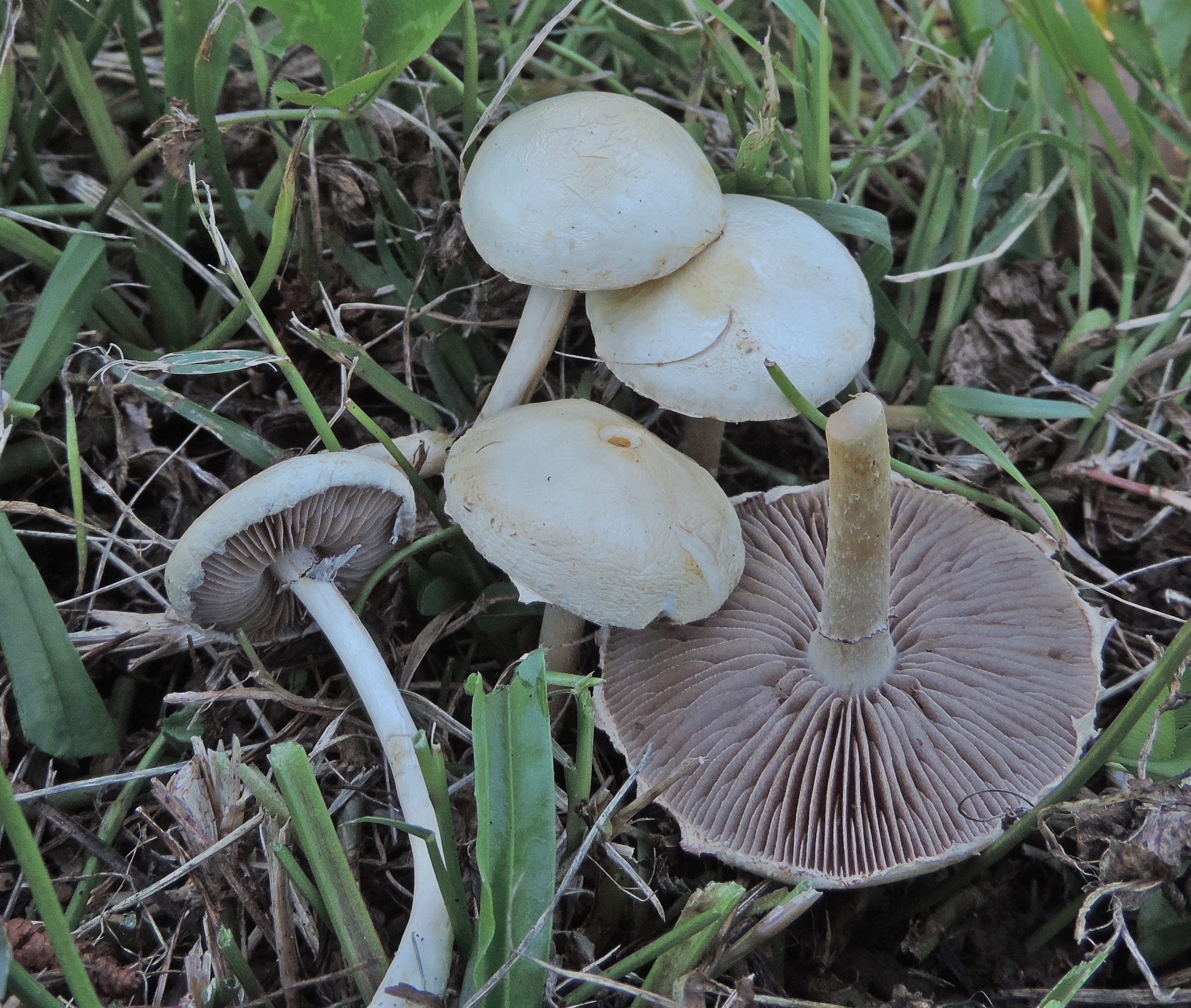 Agrocybemolesta