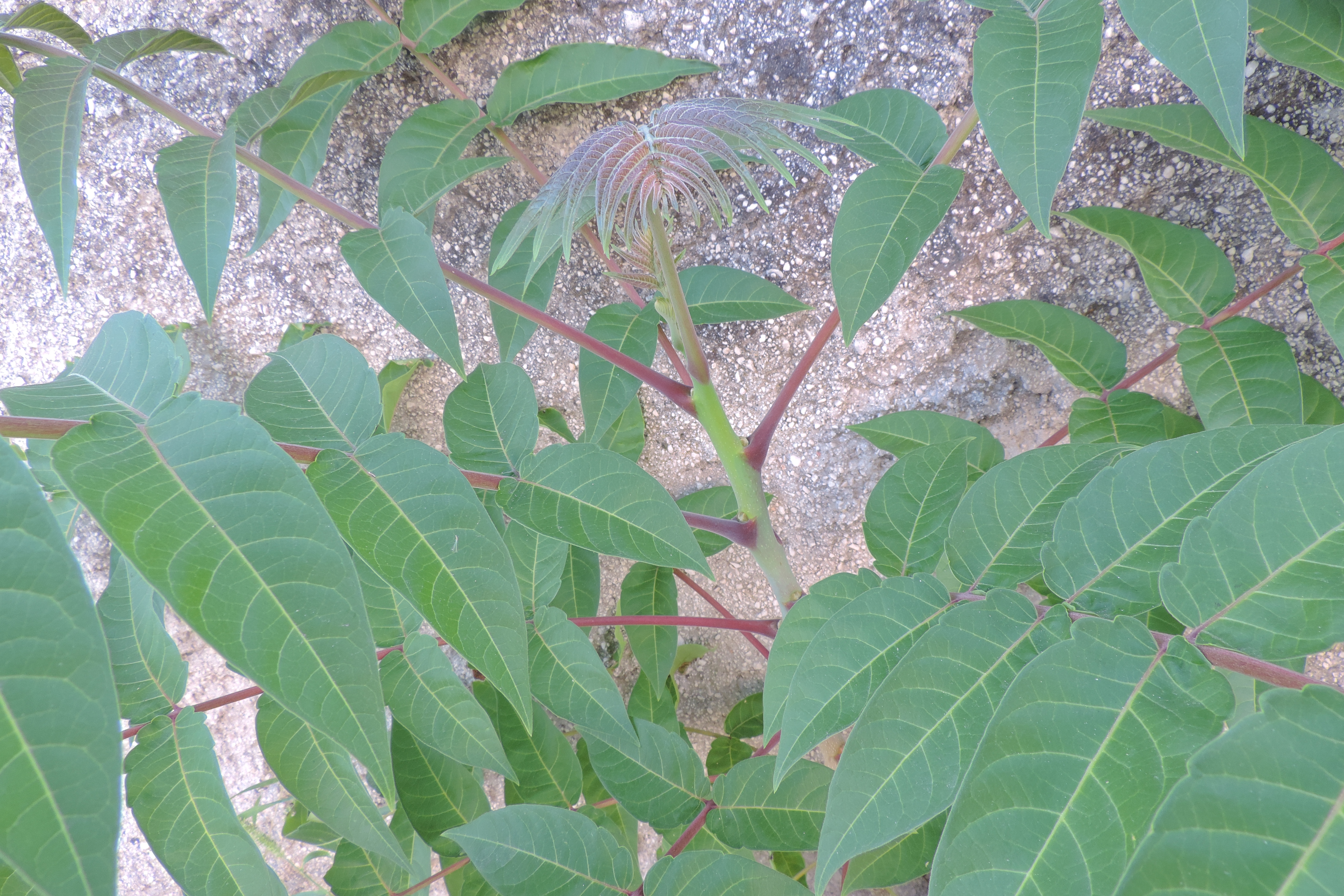Ailanthusaltissimaalbero