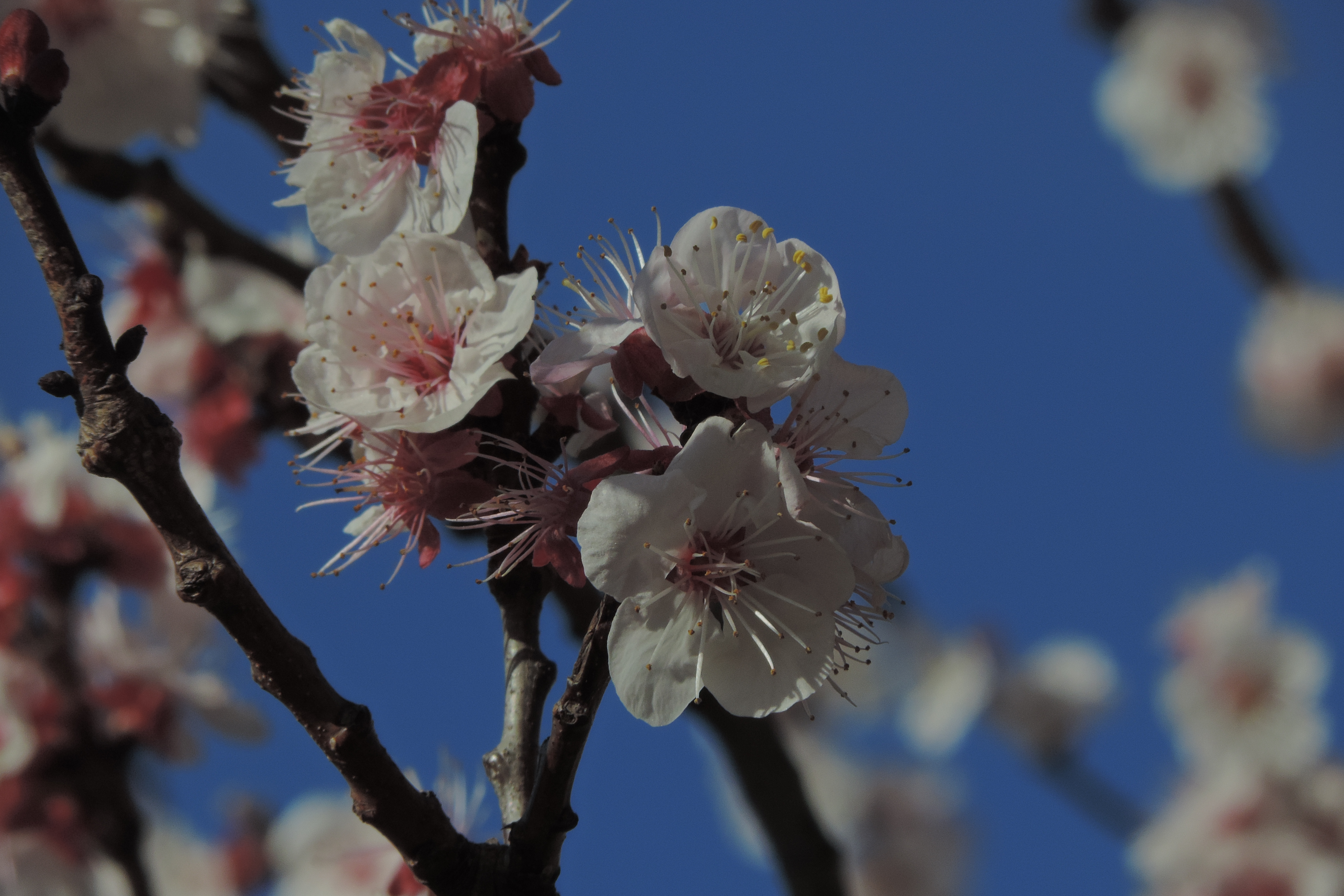 AlbicoccofioriPrunusarmeniaca