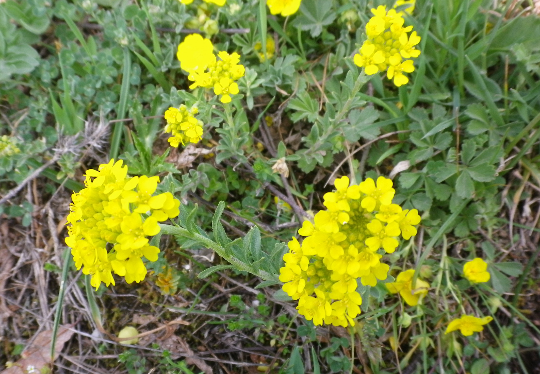 Alissiummontanum