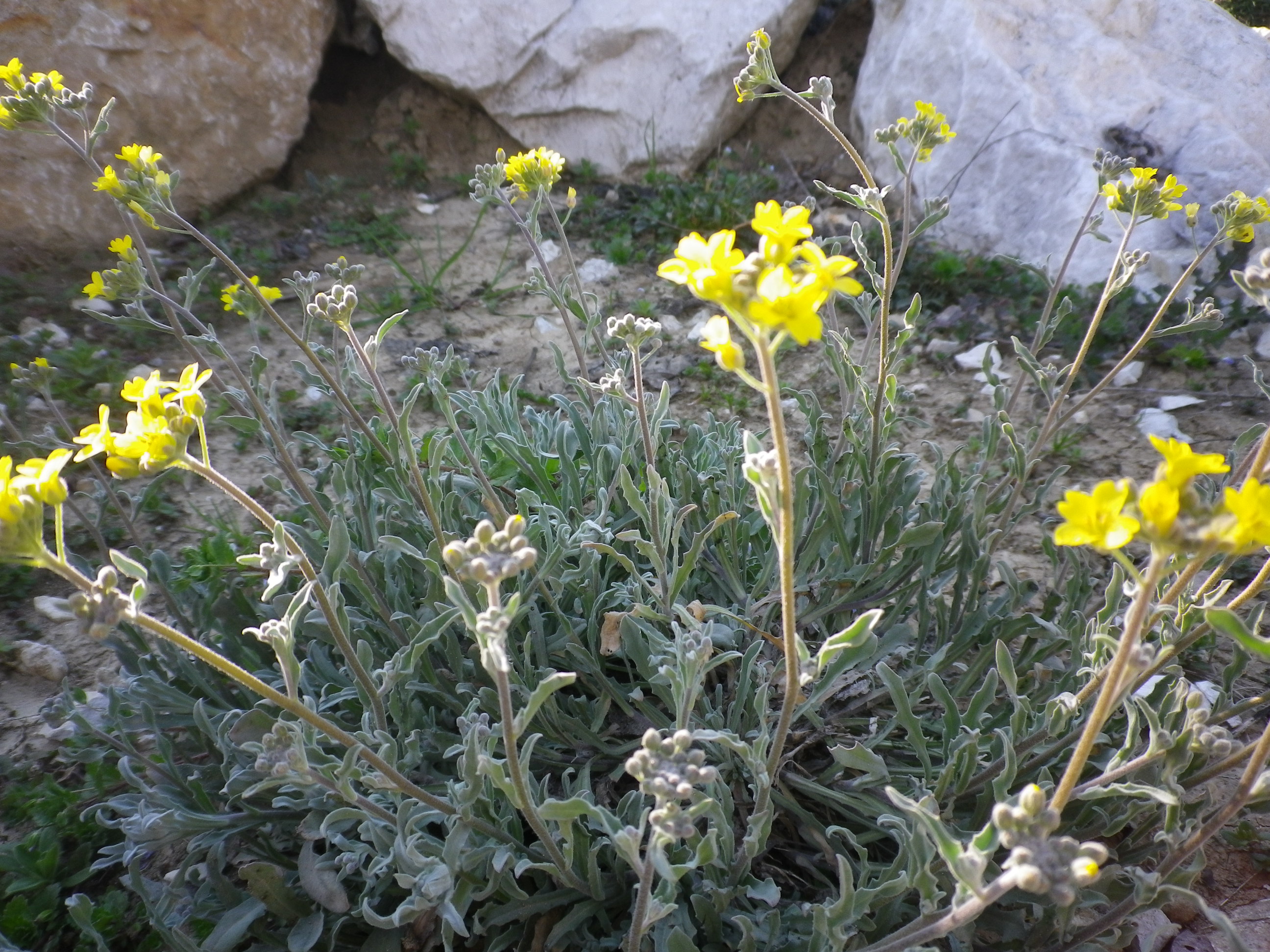 Alissoides sinuata Vesicaria minore