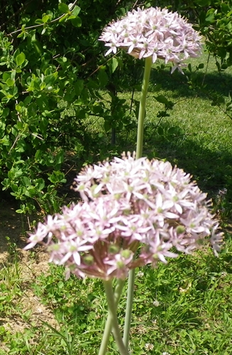 Allium nigrum x sito Aglio maggiore