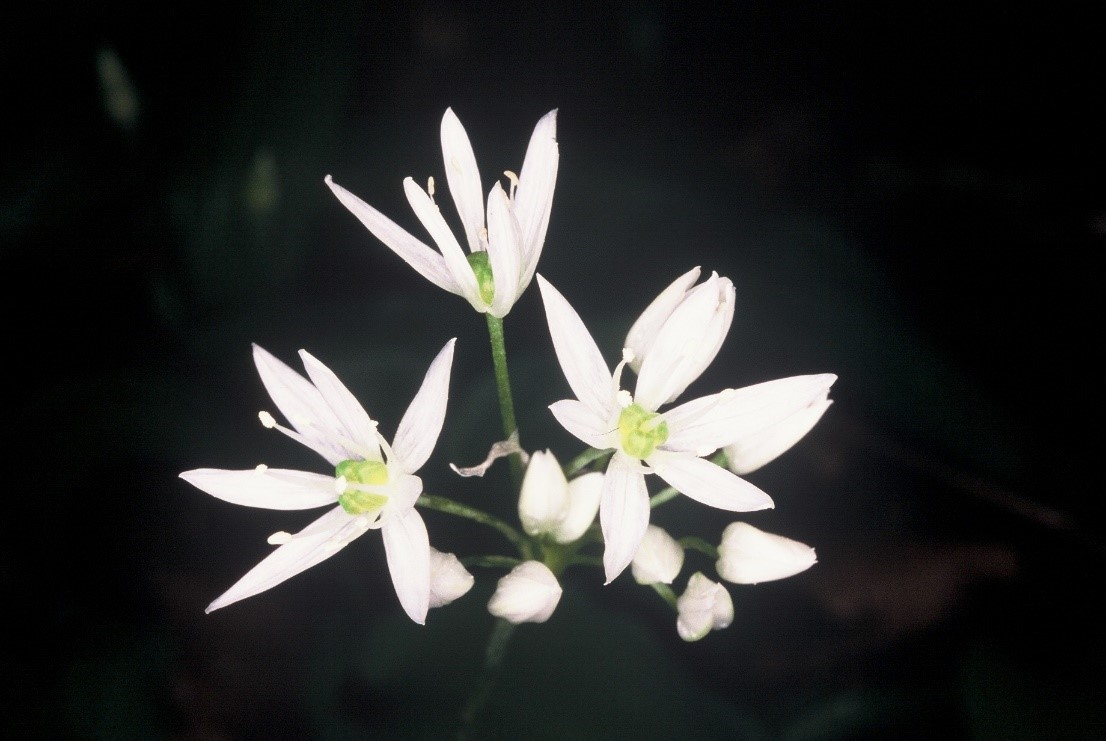 Allium ursinum 1