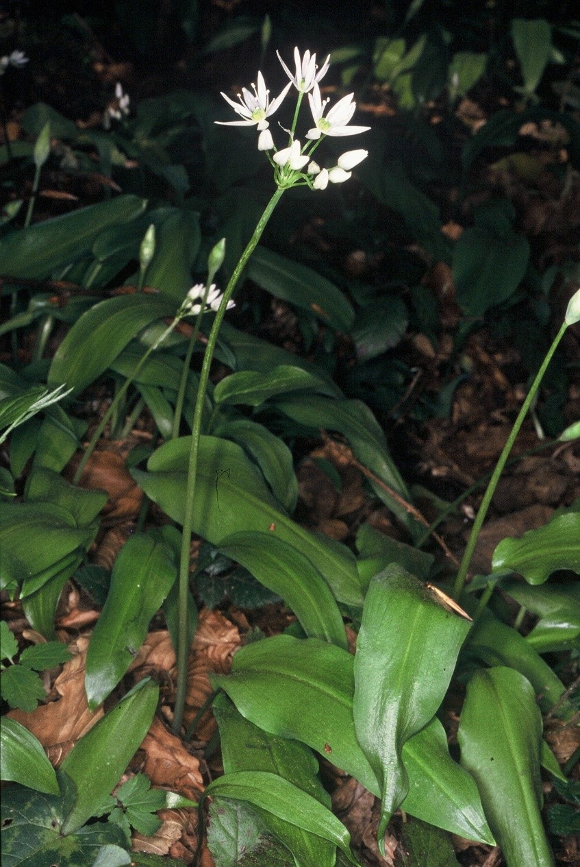Allium ursinum