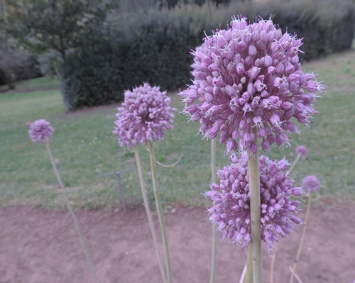 Allium