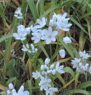 Allium neapolitanum Cirillo Aglio napoletano