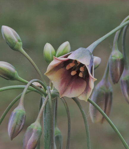 AlliumsiculumUcria