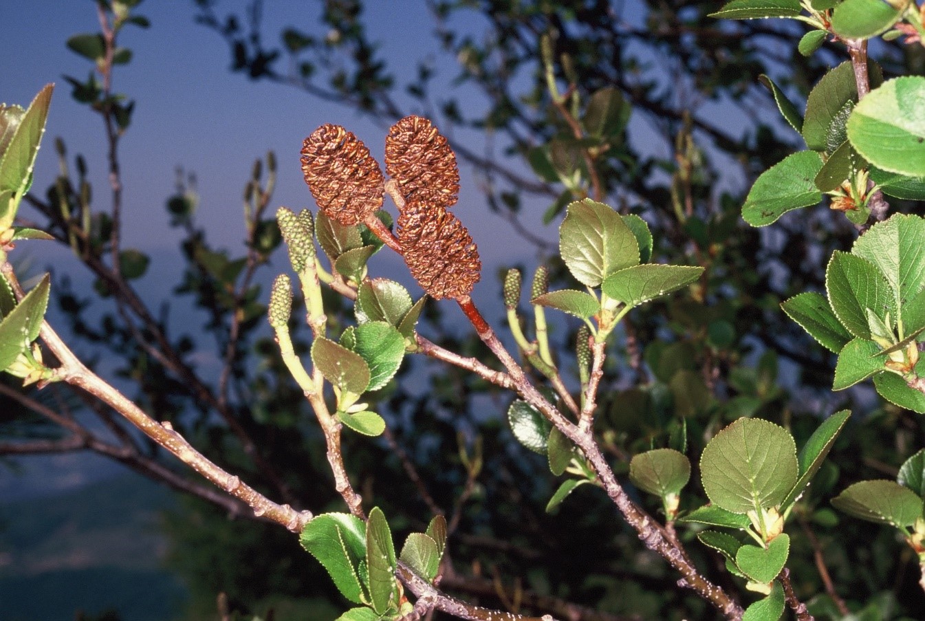 Alnuscordata fiori