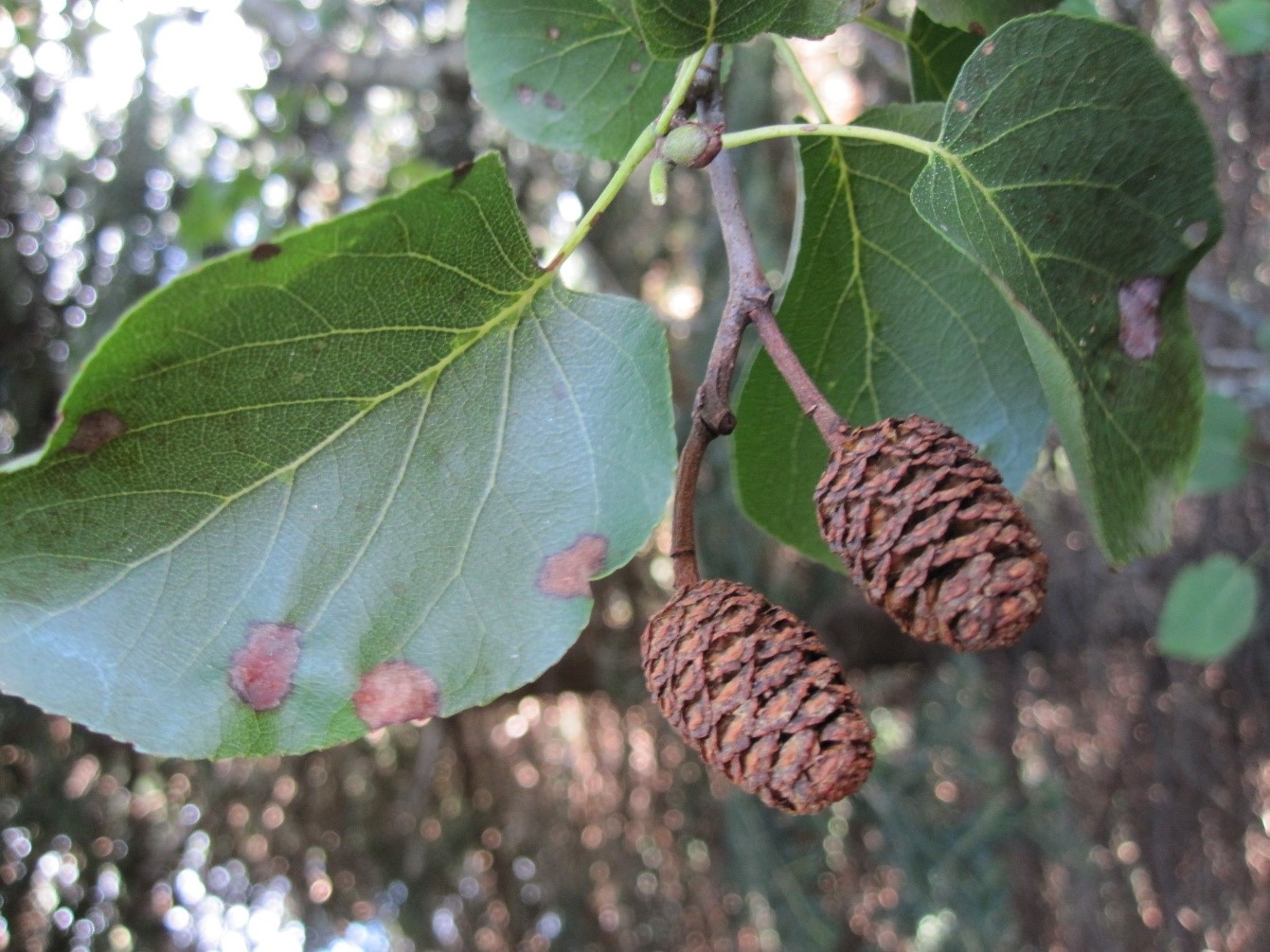 Alnuscordata frutti