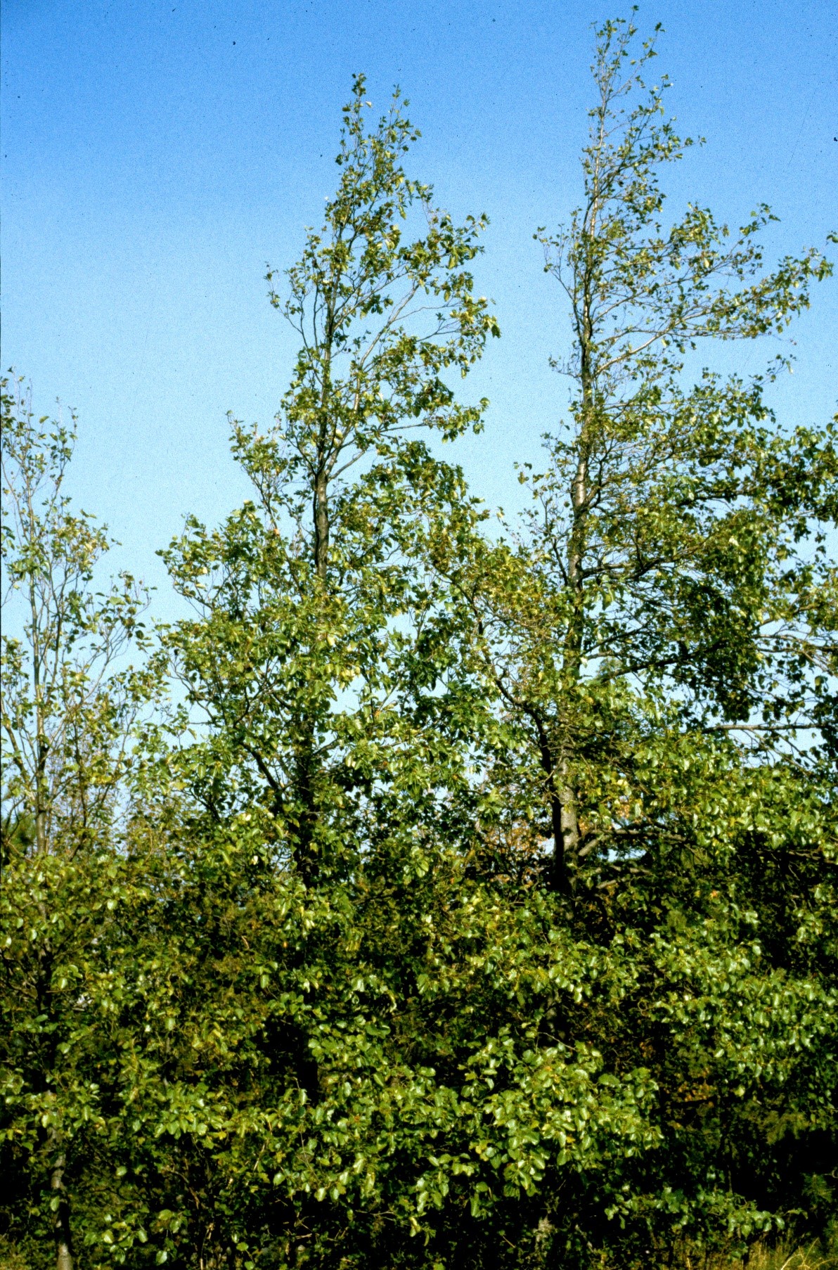 Alnuscordata