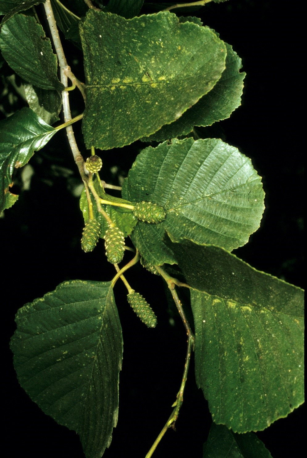 Alnusglutinosa