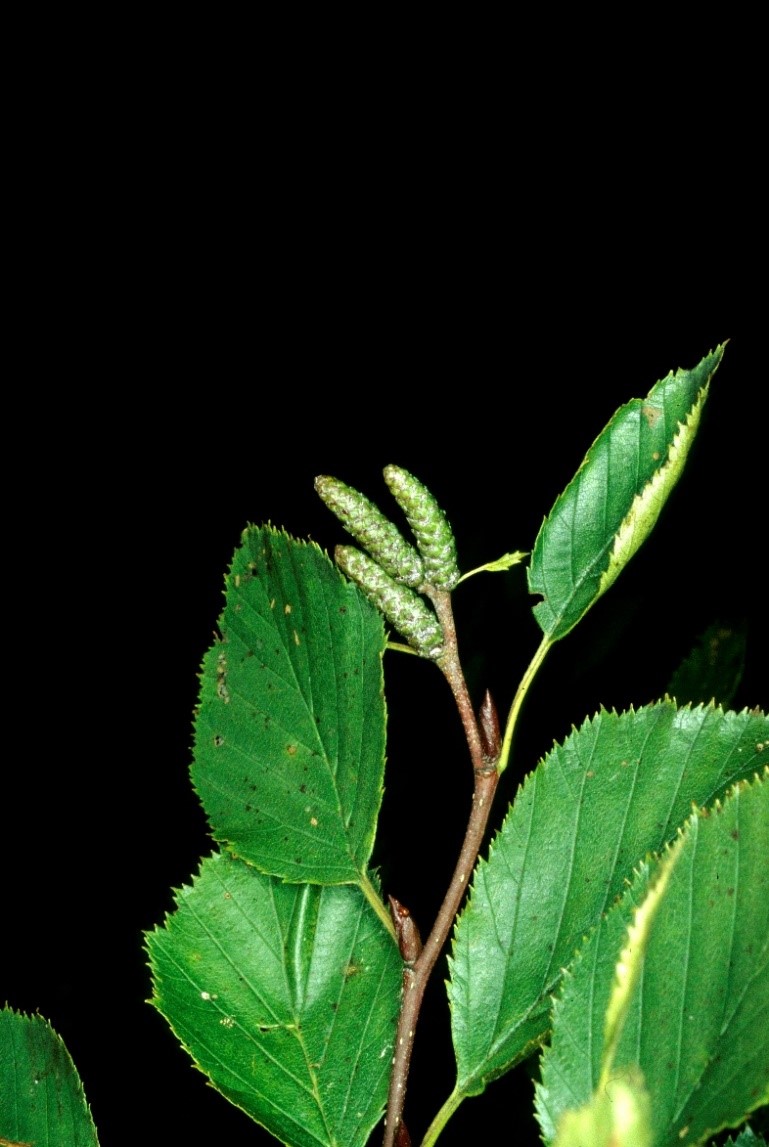 Alnusviridis foglie